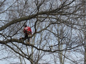 Tree Pruning in NJ