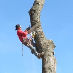 Tree Removal in NJ